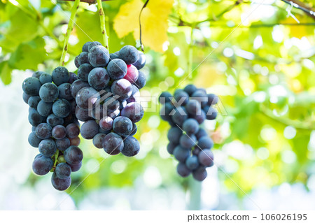 Kyoho grapes grown with care Kyoho grapes grown with care 106026195