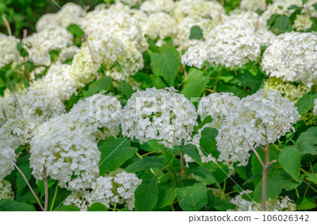 安娜貝爾叢，白色繡球花，自然公園 106026342