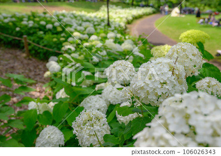 安娜貝爾叢，白色繡球花，自然公園 106026343