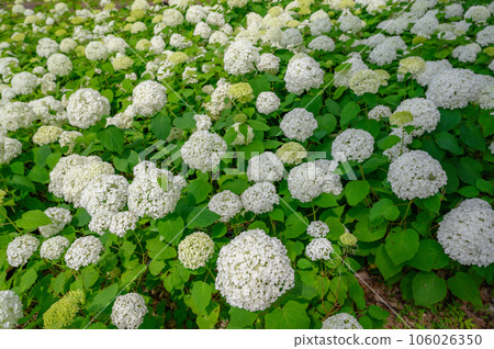 安娜貝爾叢,白色繡球花,自然公園 安娜貝爾叢,白色繡球花,自然公園 106026350