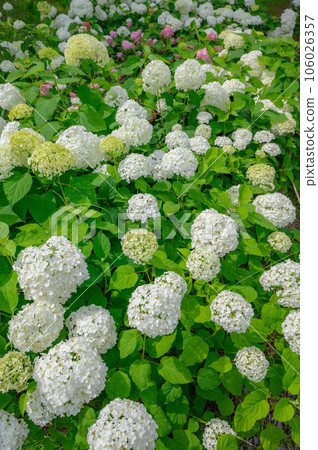 安娜貝爾叢，白色繡球花，自然公園 106026357