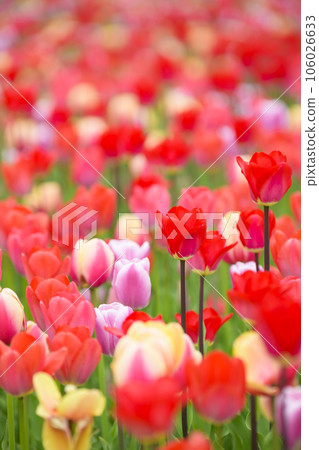 鬱金香盛開 106026633