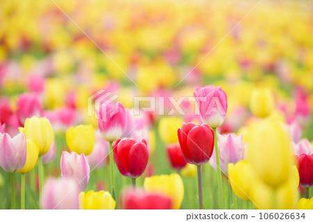 鬱金香盛開 106026634