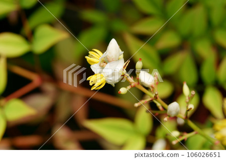 南部的天空花 106026651