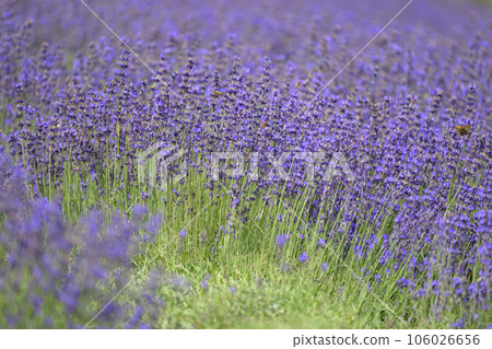 Lavender in full bloom (Hokkaido) 106026656