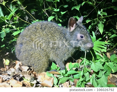 Amami rabbit eating grass (special natural monument) Amami rabbit eating grass (special natural monument) 106026792