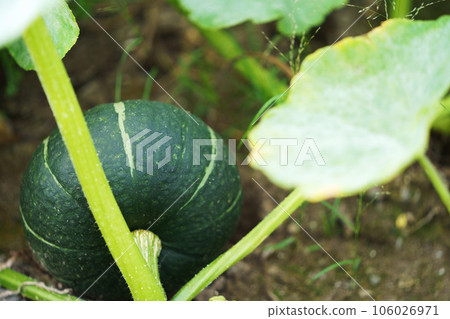 Soybean field 106026971