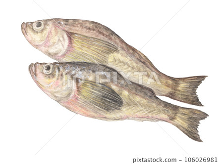 沙魚水彩鉛筆魚圖 106026981