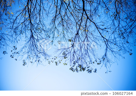 dead tree blue sky winter sky dead tree blue sky winter sky 106027164
