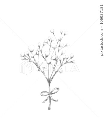 用鉛筆繪製的霞草透明材質 用鉛筆繪製的霞草透明材質 106027181