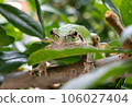 樹蛙 106027404