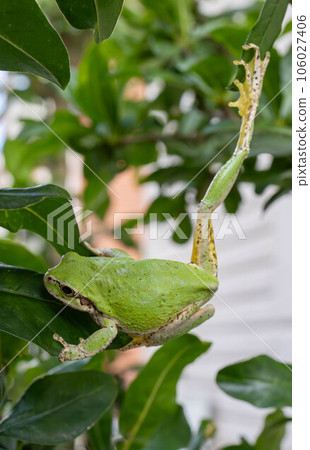 青蛙伸展 106027406
