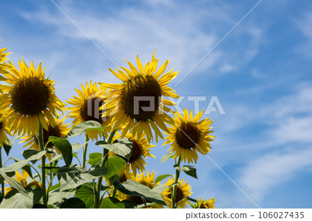 盛開的向日葵和仲夏的天空複製空間 盛開的向日葵和仲夏的天空複製空間 106027435