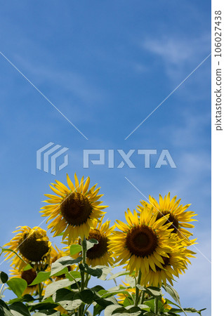 盛開的向日葵和仲夏的天空複製空間 盛開的向日葵和仲夏的天空複製空間 106027438