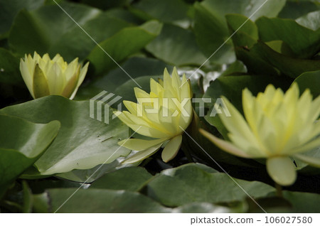 萬鴉老之裡的睡蓮 萬鴉老之裡的睡蓮 106027580