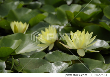 萬鴉老之裡的睡蓮 萬鴉老之裡的睡蓮 106027581