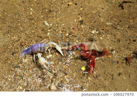 Ecological photograph of a rare albino crayfish and a common crayfish inhabiting the lower reaches of Bodanuma, Hatoyama Town 106027970