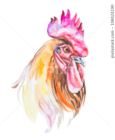 Rooster watercolor illustration isolated on a white background Rooster watercolor illustration isolated on a white background 106028190