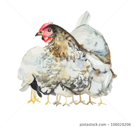 Watercolor Hen and chicks isolated on white background 106028206