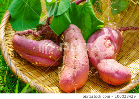 剛挖的紅薯，配上馬鈴薯藤和葉子 106028429