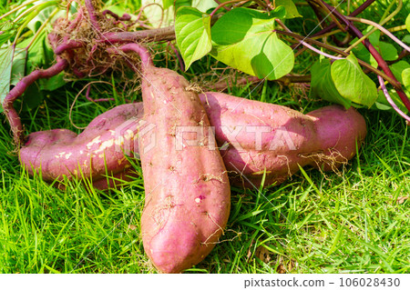 Freshly dug sweet potato with potato vine and leaves Freshly dug sweet potato with potato vine and leaves 106028430