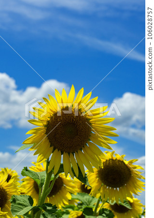 Sunflower closeup and copy space in midsummer sky Sunflower closeup and copy space in midsummer sky 106028757