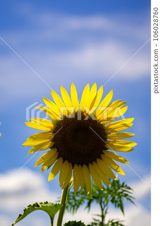 Sunflower closeup and copy space in midsummer sky 106028760