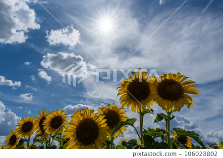 Midsummer sun and sunflower field 106028802