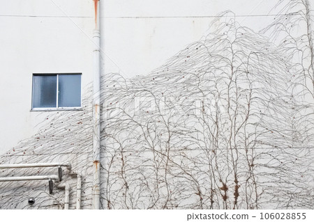 Background of white old wall covered with ivy Background of white old wall covered with ivy 106028855