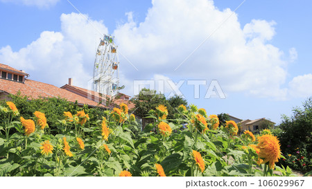 Sunflower field and blue sky 106029967