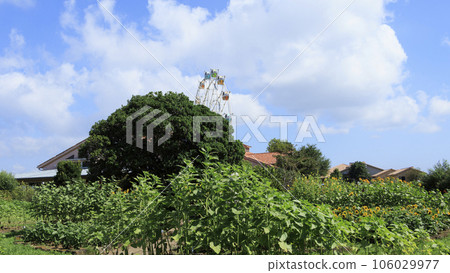 向日葵領域和藍天 向日葵領域和藍天 106029977