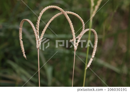 天然植物美洲藤壺，穗上有兩排扁橢圓形果實。它纏繞著 106030191