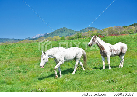 [廣瀨高原（廣瀨澤地）]岡山縣真庭市廣田中田 106030198