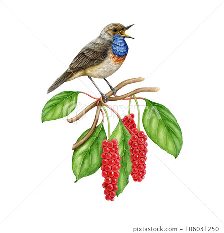 Singing bird on a tree branch with green leaves and red berries. Watercolor illustration. Hand drawn bluethroat perched on a schisandra twig. Wildlife nature scene. White background Singing bird on a tree branch with green leaves and red berries. Watercolor illustration. Hand drawn bluethroat perched on a schisandra twig. Wildlife nature scene. White background 106031250