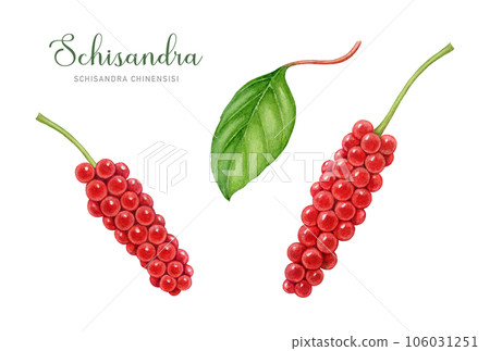 Schisandra plant fresh red berries and leaves set. Watercolor illustration. Hand drawn Schisandra chinensis medicinal plant illustration. Fresh organic adaptogenic herb element. White background Schisandra plant fresh red berries and leaves set. Watercolor illustration. Hand drawn Schisandra chinensis medicinal plant illustration. Fresh organic adaptogenic herb element. White background 106031251