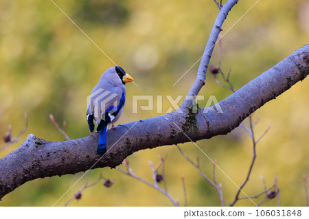 Eating bird grosbeak that rolls and turns nuts with a beak Eating bird grosbeak that rolls and turns nuts with a beak 106031848