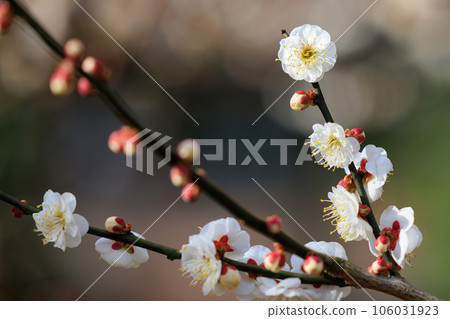 Ume, a flower that heralds spring Ume, a flower that heralds spring 106031923