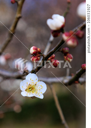 Ume, a flower that heralds spring Ume, a flower that heralds spring 106031927