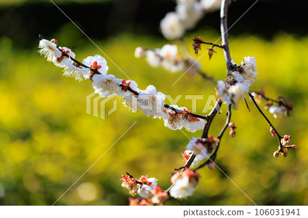 Ume, a flower that heralds spring Ume, a flower that heralds spring 106031941