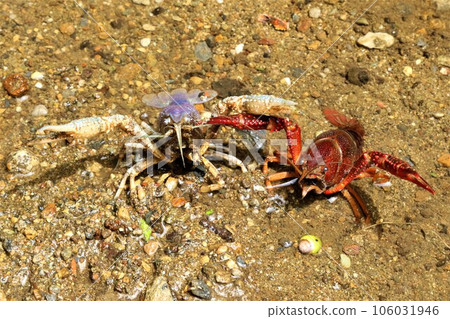 Ecological photograph of a rare albino crayfish and a normal crayfish threatening in the downstream of Hatoyama-cho Aigo no Sato Botanuma Ecological photograph of a rare albino crayfish and a normal crayfish threatening in the downstream of Hatoyama-cho Aigo no Sato Botanuma 106031946