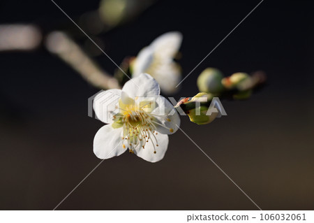 Ume, a flower that heralds spring 106032061