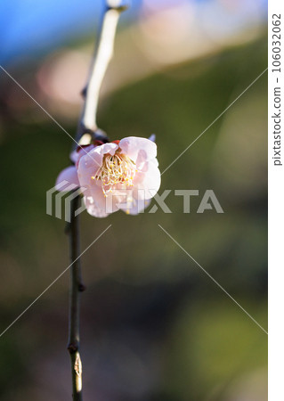 梅，預示著春天的花朵 106032062