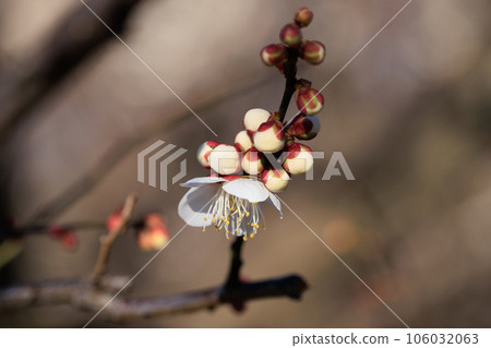 Ume, a flower that heralds spring Ume, a flower that heralds spring 106032063
