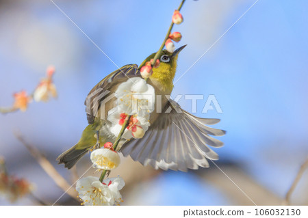 White-eye on plums that are mistaken for bush warblers White-eye on plums that are mistaken for bush warblers 106032130