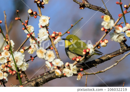 李子上的白眼被誤認為是灌木林鶯 106032219