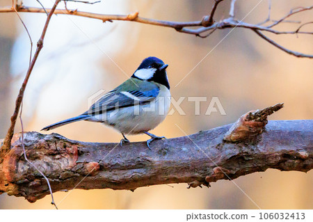 Familiar wild bird great tit with a cute chest tie 106032413