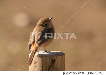 可愛的冬鳥 Daurian Redstart 女性 可愛的冬鳥 Daurian Redstart 女性 106032458