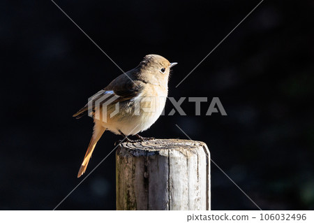 可愛的冬鳥 Daurian Redstart 女性 可愛的冬鳥 Daurian Redstart 女性 106032496