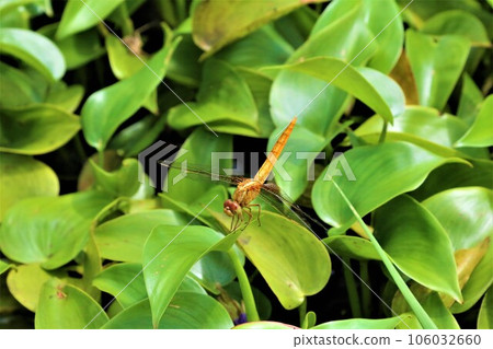 鳩山町愛國之里水生植物葉上棲息的側耳豹蜻蜓生態照片 鳩山町愛國之里水生植物葉上棲息的側耳豹蜻蜓生態照片 106032660