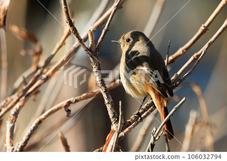 Adorable winter bird Daurian Redstart female 106032794